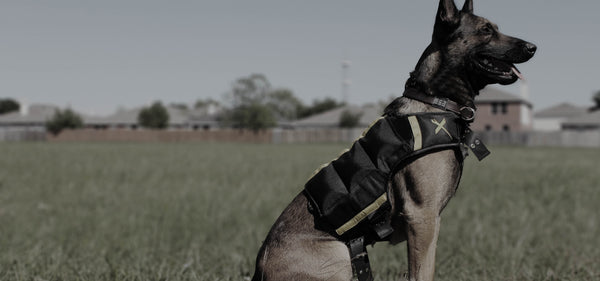 weighted dog vest