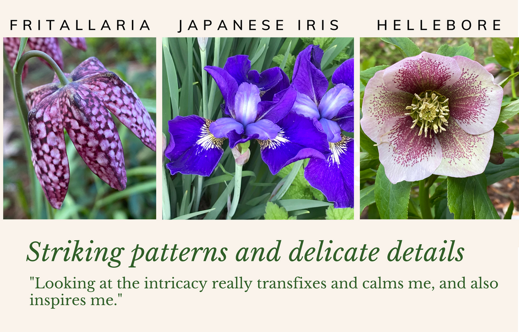 Fritallaria, Japanese Iris, Hellebore perennials in Ronnie's garden