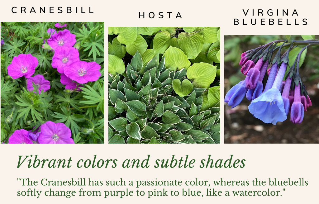 Cranesbill, Hosta and Virginia perennials from Ronnie's perennial garden