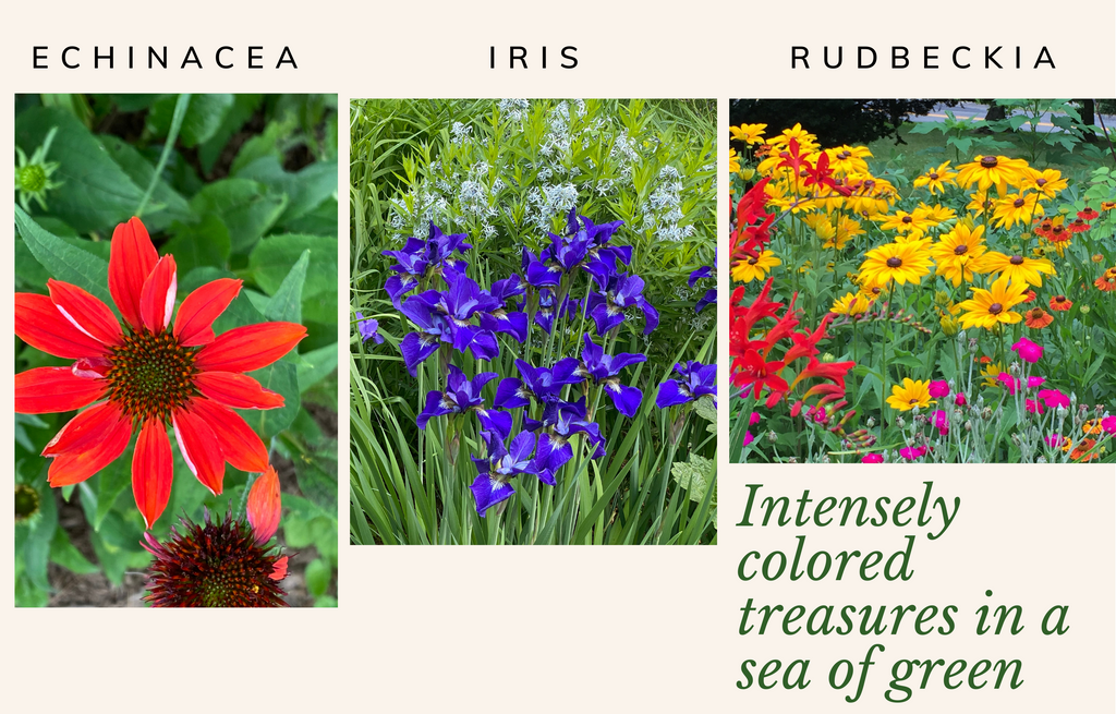 Echinacea, Japanese Iris, Rudbeckia perennials in Ronnie's garden