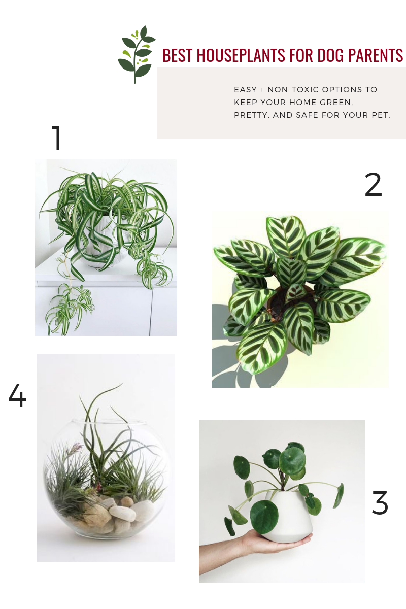 house plants for dogs