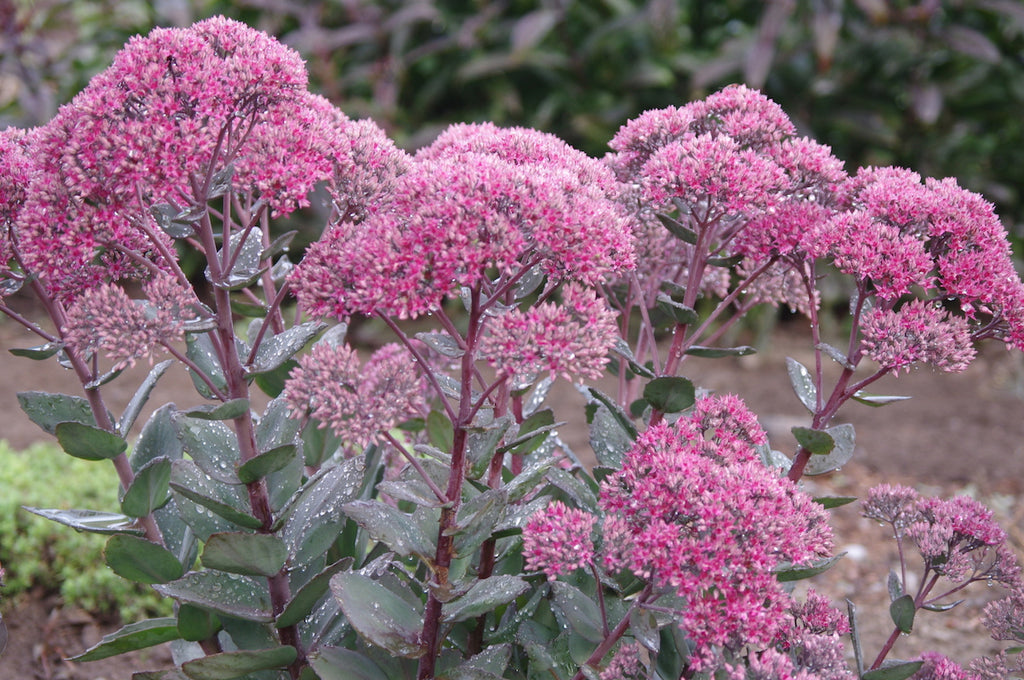 Woodside Plants New Sedum varieties In recent times many new Sedum ...