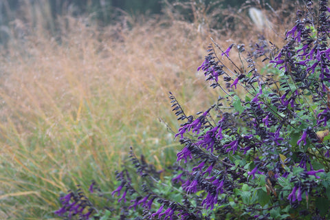 Salvia 'Amistad' constrasting nicely with the autumnal tones of Panicum 'Autumn Glory'. 