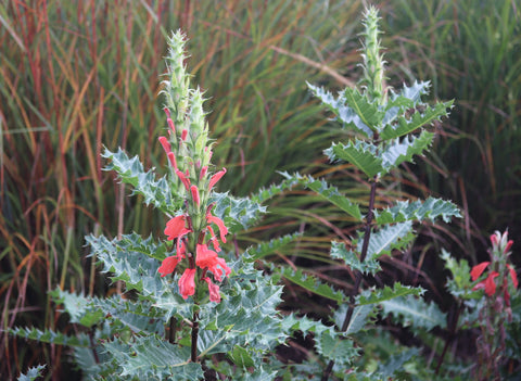 The intriguing and incredibly hostile foliage of Acanthus sennii which contrasts with salmon red floral spires.
