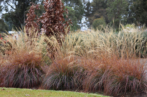 Winter hues of Miscanthus 'Adagio' with Quercus 'Pringreen' in the backgr