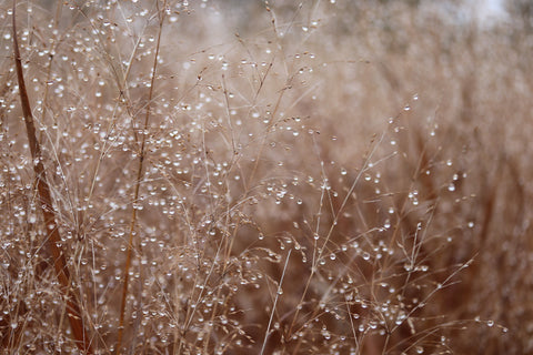Droplets on a wet wintery day are captured by Panicum 'Lama Rossa' resembling fairy lights.