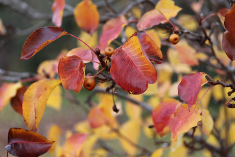 The reliable autumnal tones of Pyrus 'Capital'.
