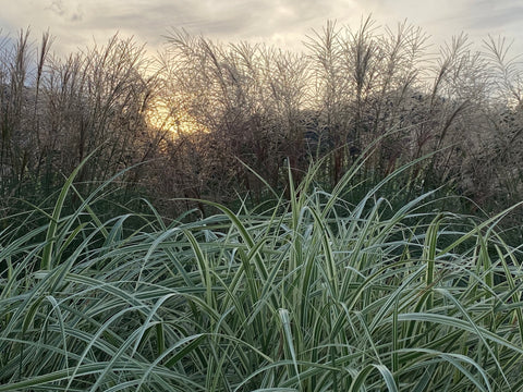 Miscanthus 'Cabaret'