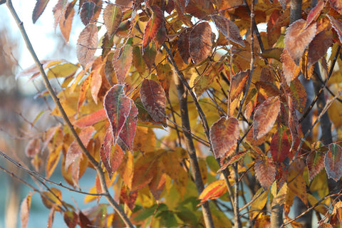  Zelkova serrata 'Musashino'