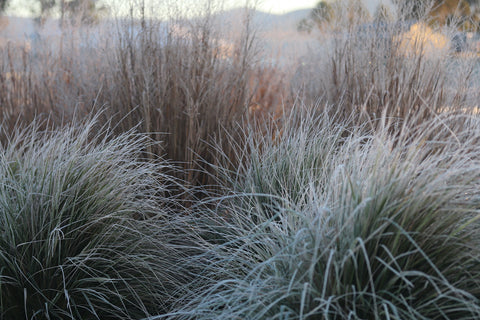 Calamagrostis 'Overdahm' with Panicum 'Blue Steel' 