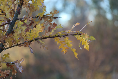 Quercus cerris