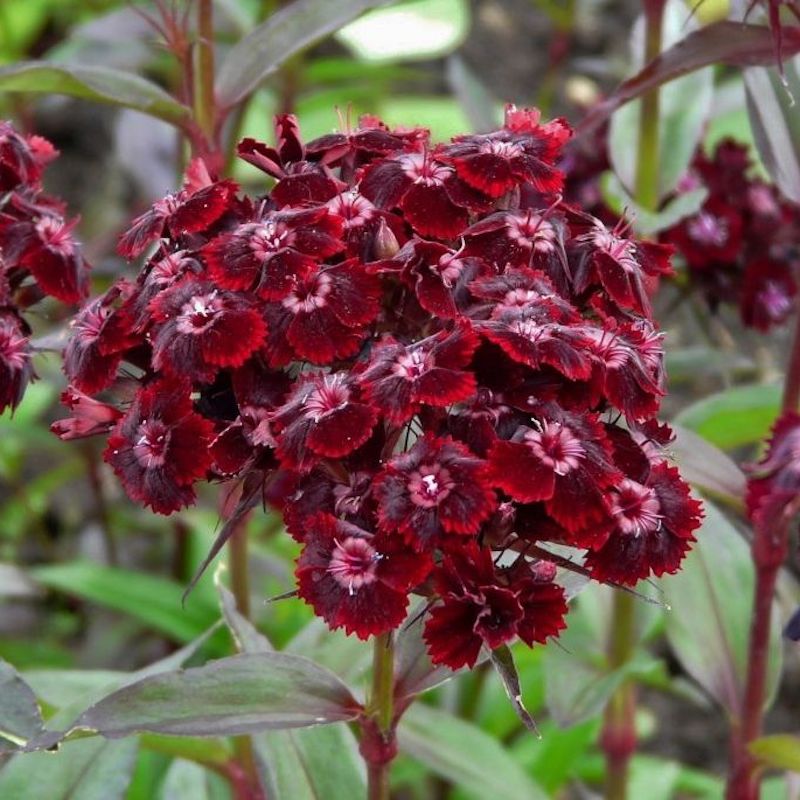 Dianthus barbatus 'Sooty'