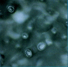 A photograph of a water crystal of London tap water