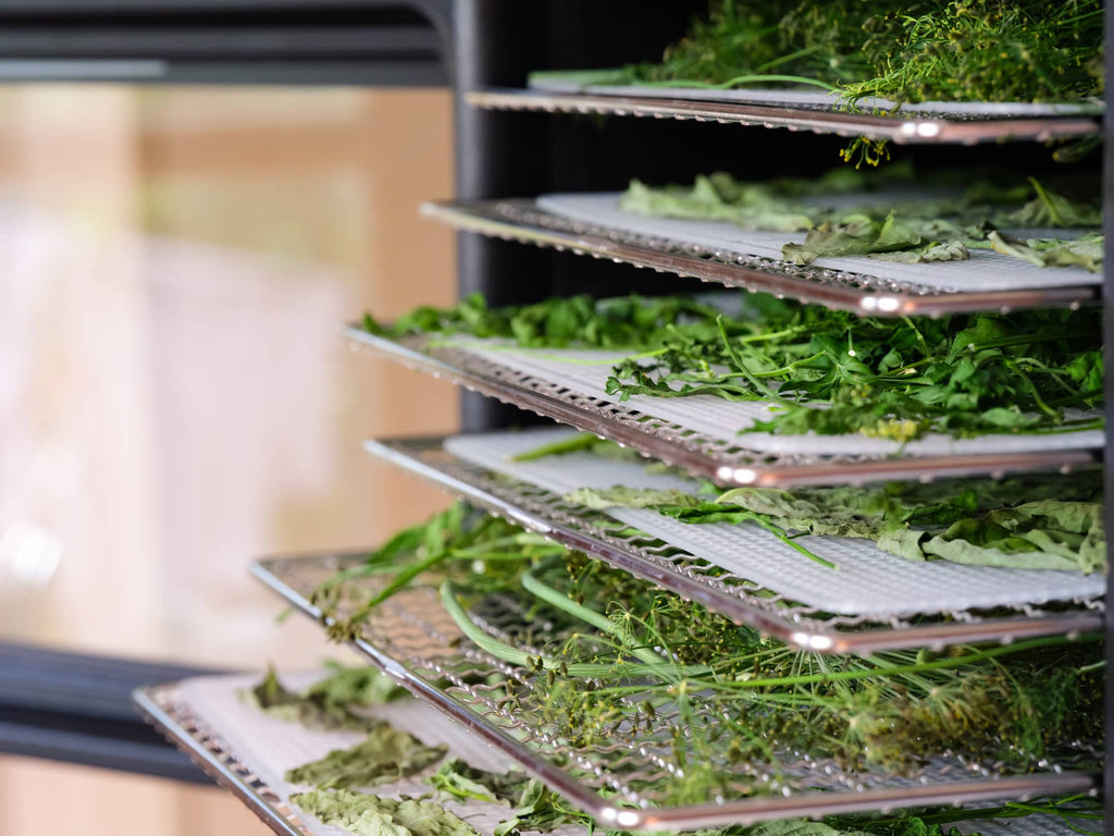 greens on food dehydrator shelves