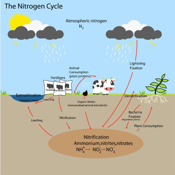 Nitrogen Cycle