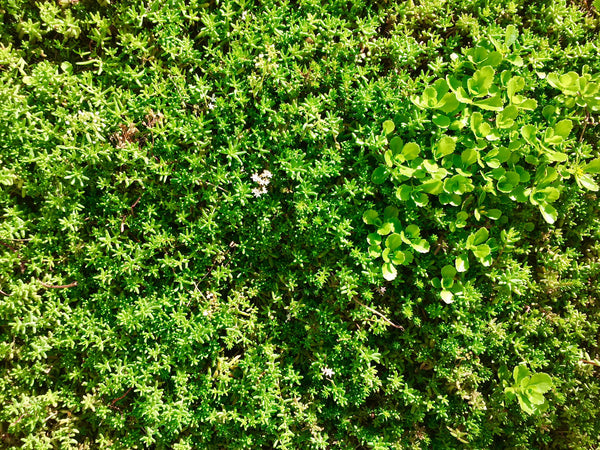 A variety of sedum plants on a green roof bin, recycling, log or bike store