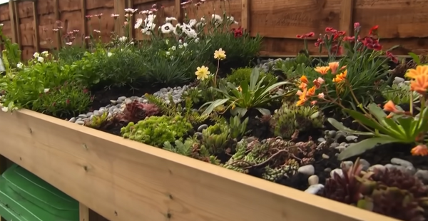 Bluum triple wheelie bin store with green roof planter, beautifully planted by RHS award winning garden designer Jason Williams, Cloud Gardener UK