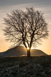 Image result for tree portrait