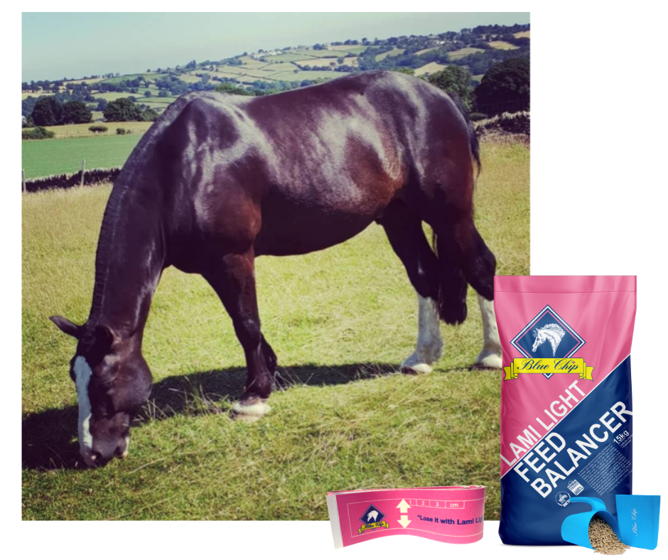 Blue_Chip_Equine_Diet_Lami_Light_Low_Calorie