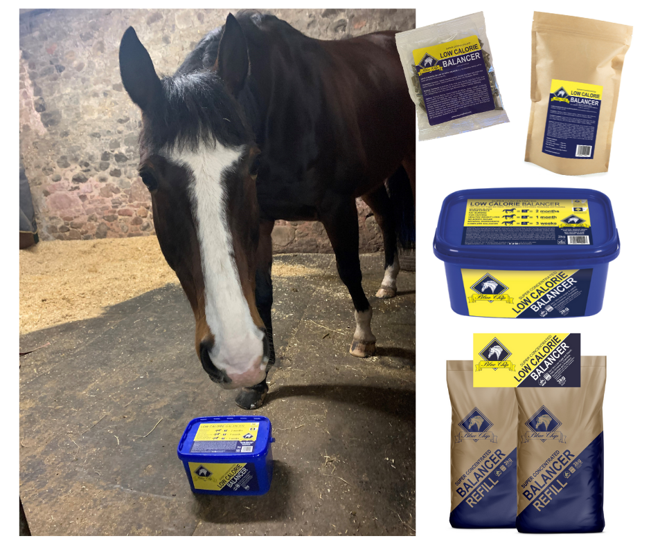 Blue_Chip_Equine_Diet_Blog_Low_Calorie