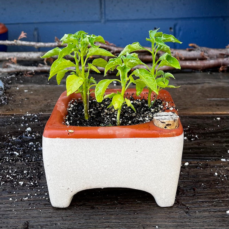 Orta self watering seed pot, terracotta, no plastic, white glazed pot with pepper seedlings on blue background