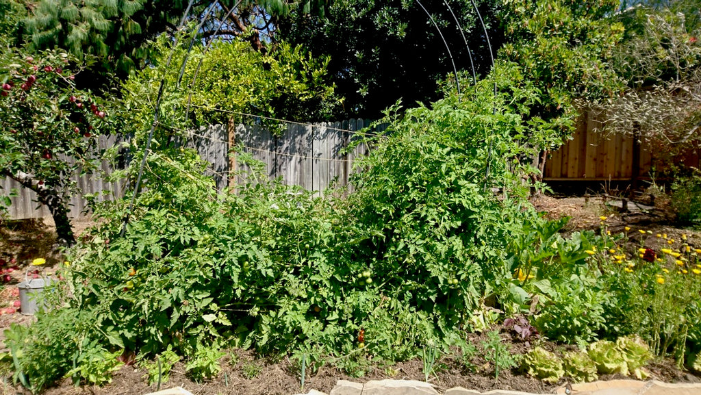 collapsed tomatoes