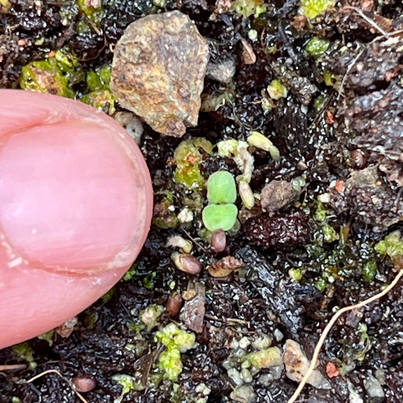 Anise hyssop seedling sprouting in Orta self-watering seed pot