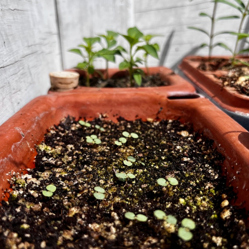 Anise hyssop seedlings in Orta self-watering seed pot