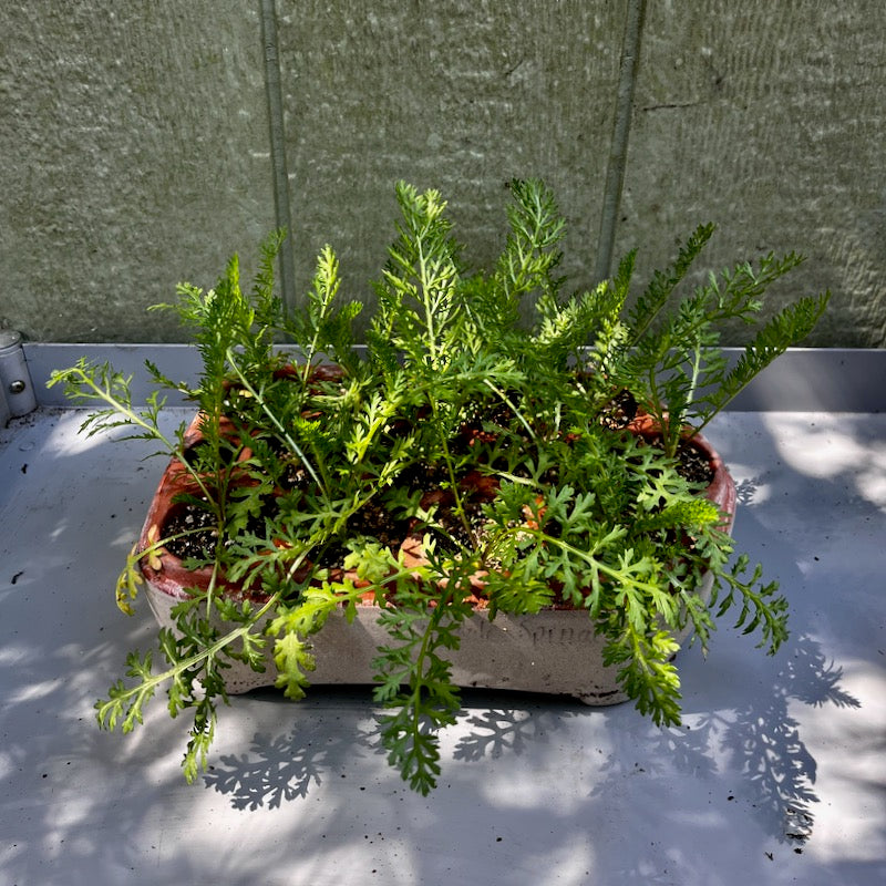 Yarrow seedlings in Orta self-watering seed pot