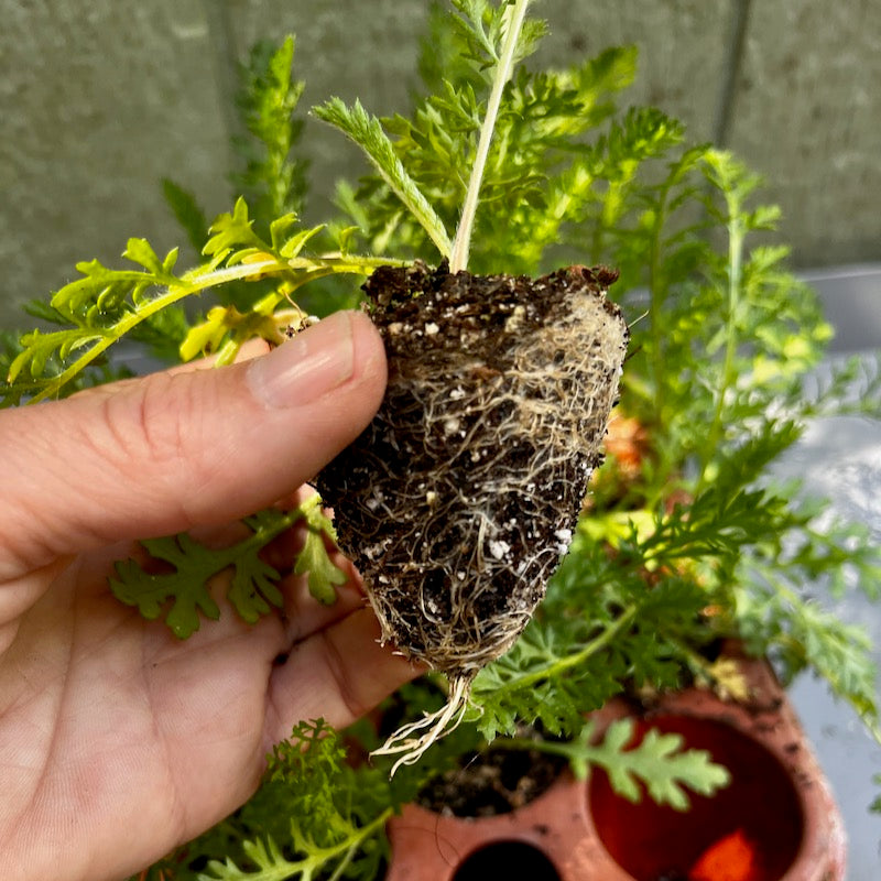 Yarrow seedling plug being removed from Orta self-watering seed pot