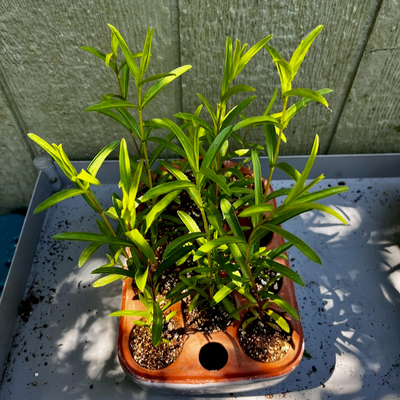 Spanish tarragon, tagetes lucida seedlings in Orta self-watering seed pot