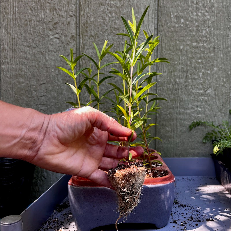 Spanish tarragon, tagetes lucida seedling plug being removed from Orta self-watering seed pot