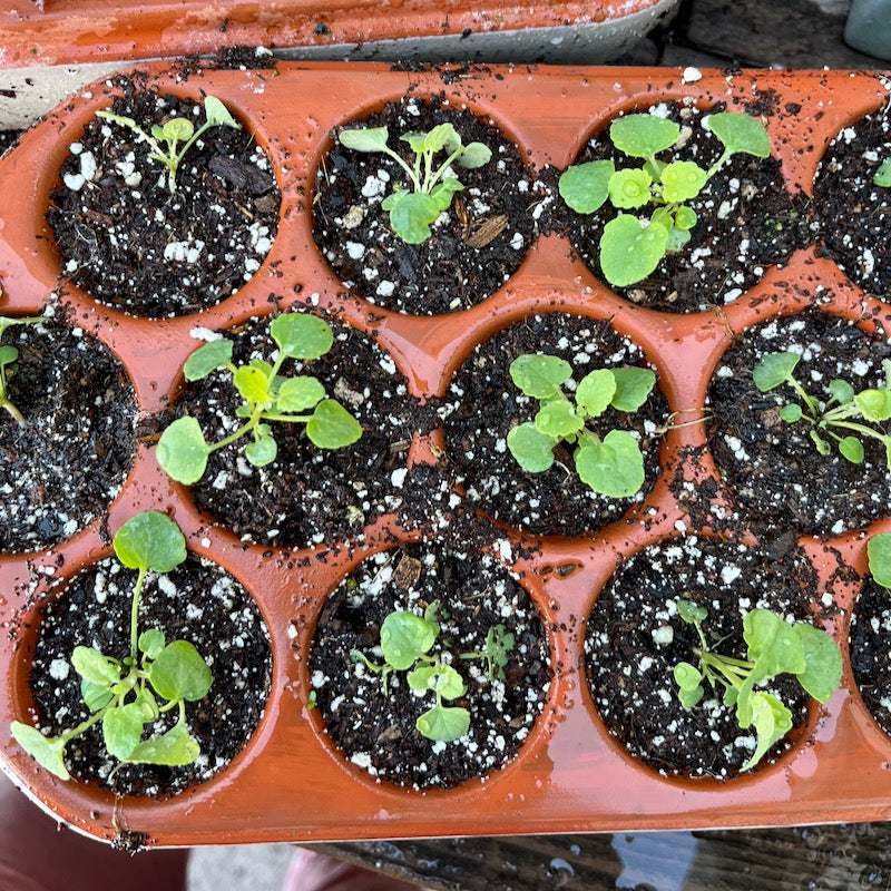 Anise hyssop seedlings in Orta self-watering seed pot