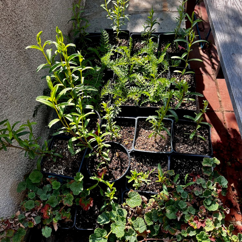 yarrow, spanish tarragon, rubus seedlings awaiting transplant