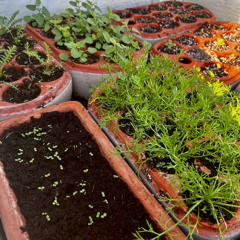 Anise hyssop seedlings in Orta self-watering seed pot along with roman chamomile, mullein, yarrow and winter savory, all in Orta self-watering seed pots