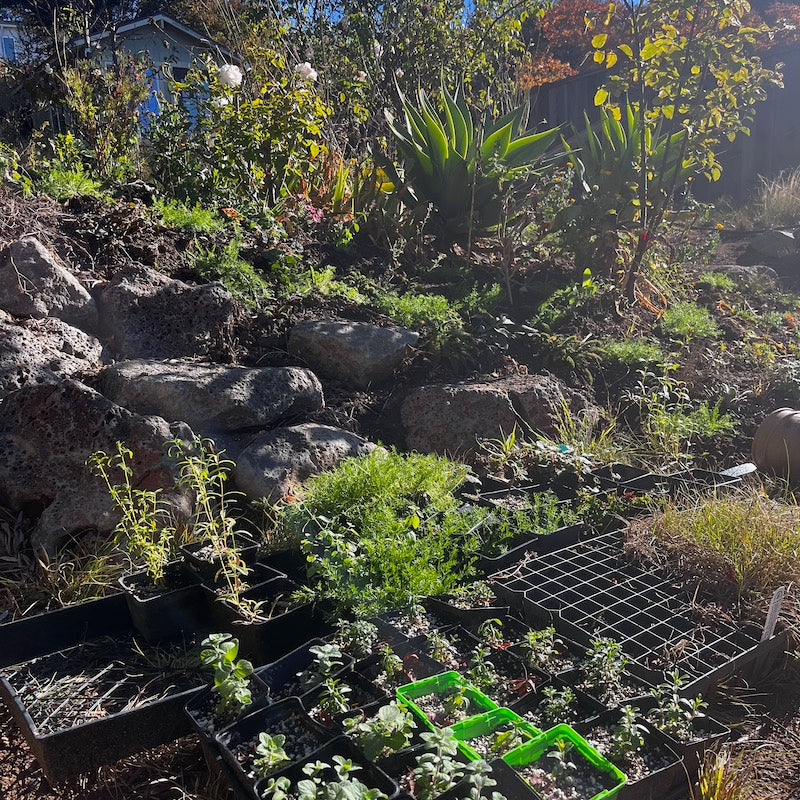 Planting perennials from seed