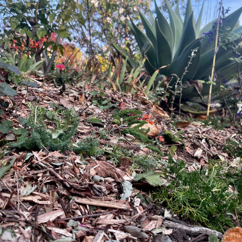 Perennials from seed planted with mulch