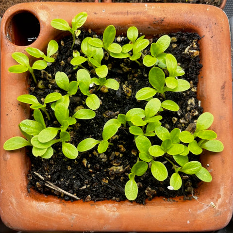 Orta self-watering pot, terracotta no plastic, top view with 2 dozen lettuce seedlings