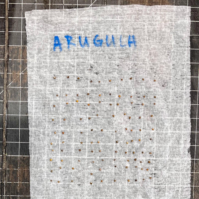 Picture of arugula seeds for a seed-starting germination test