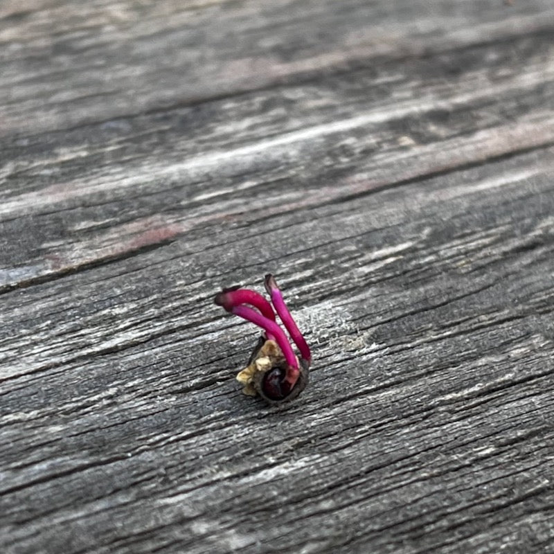 beet seed germinating with three embryos as part of the results of the seed starting germination test