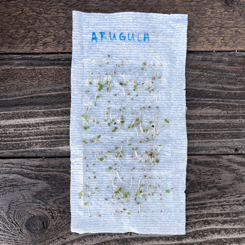 Arugula seeds result of seed starting germination test