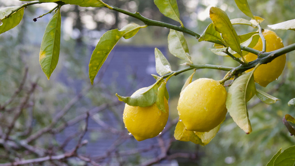 lemons as gift