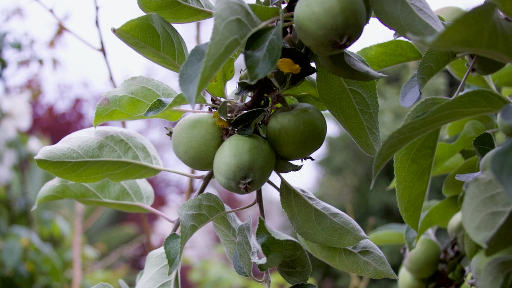 Apples after thinning