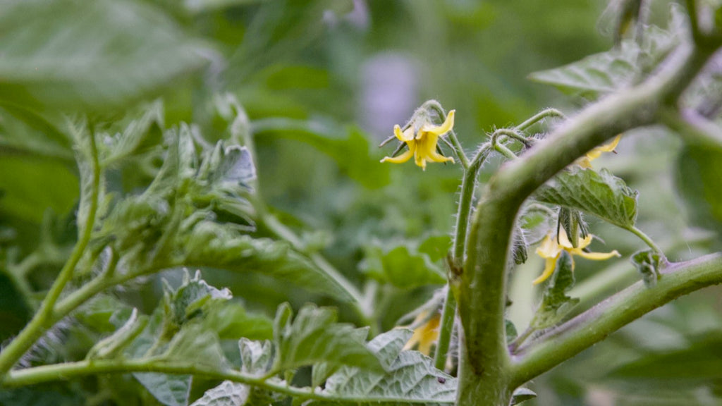 tomato flowers are self-pollinating