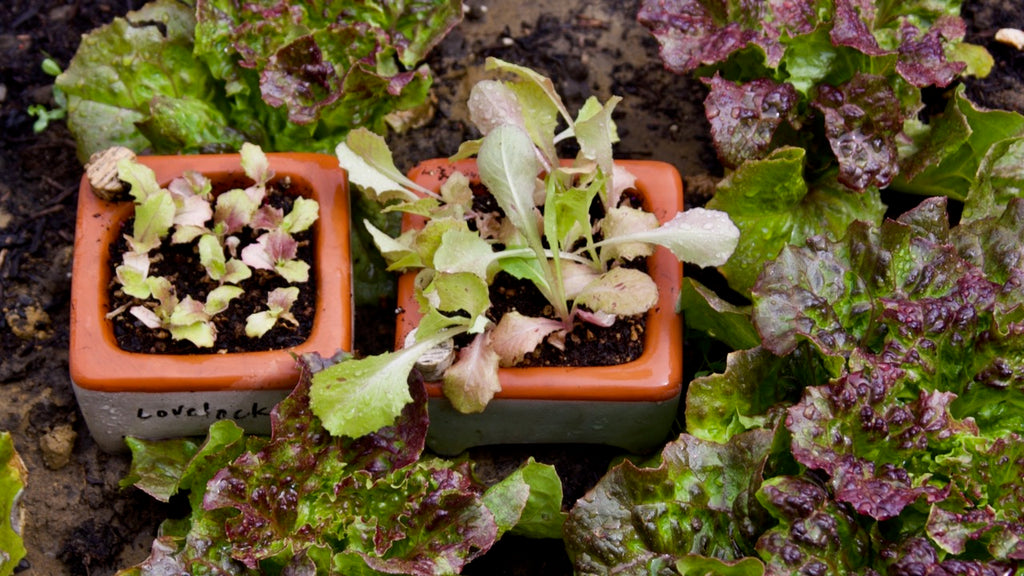 Lovelock lettuce transplants