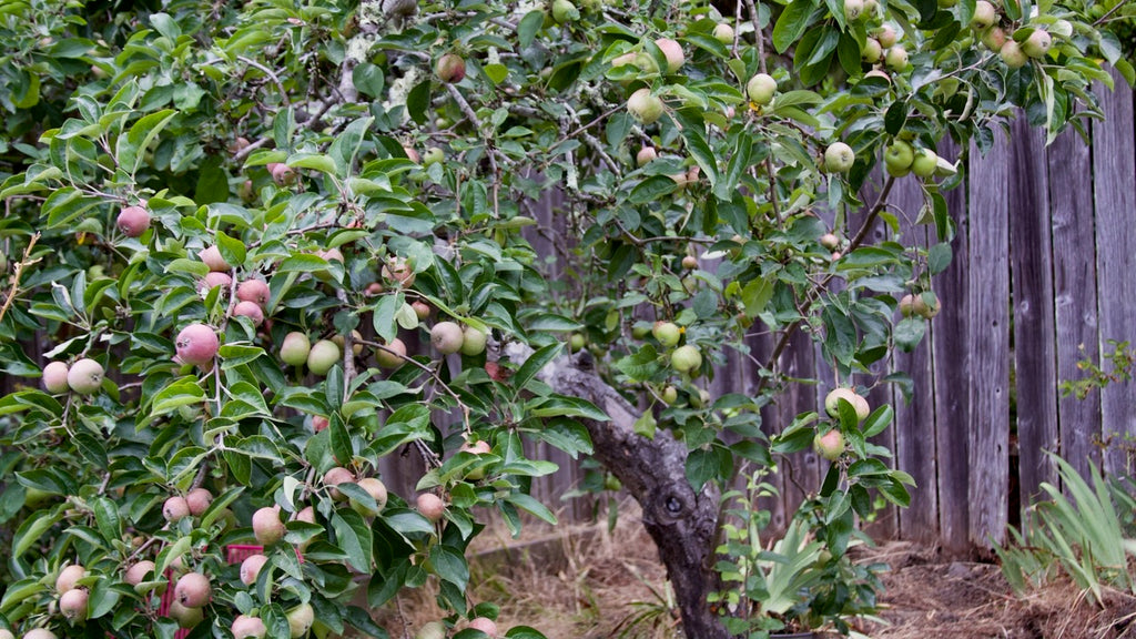 apple trees are propagated vegetatively