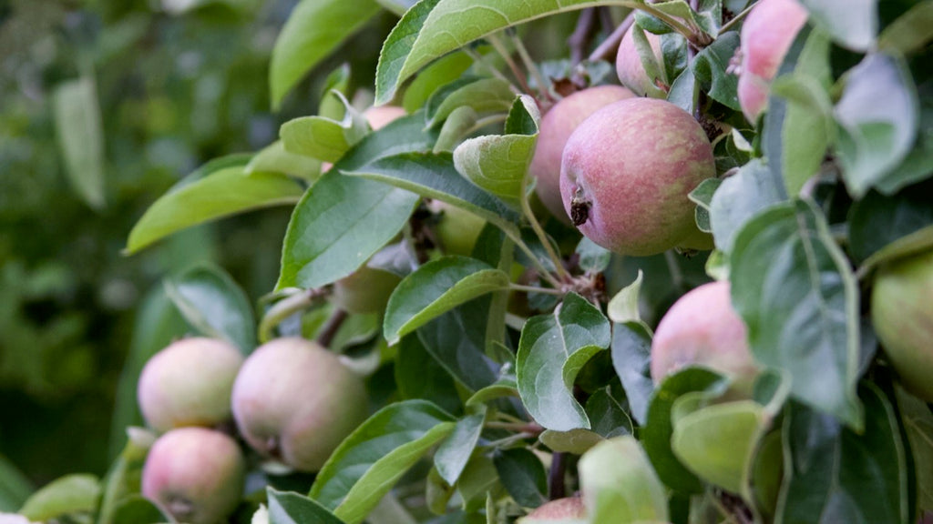 Apple Tree