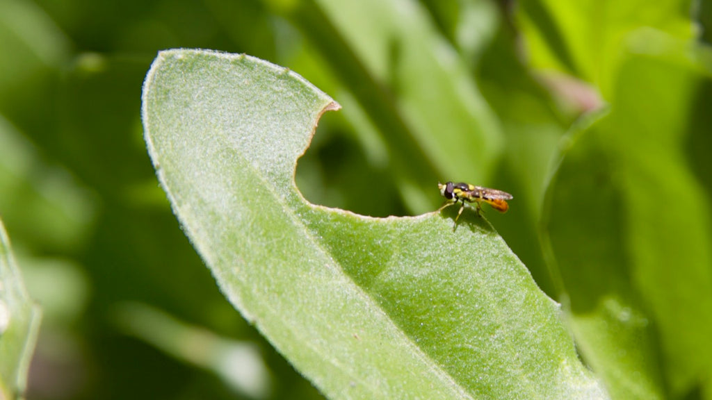 native bee on calendula leaf