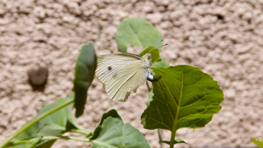 cabbage white butterfly depositing an egg