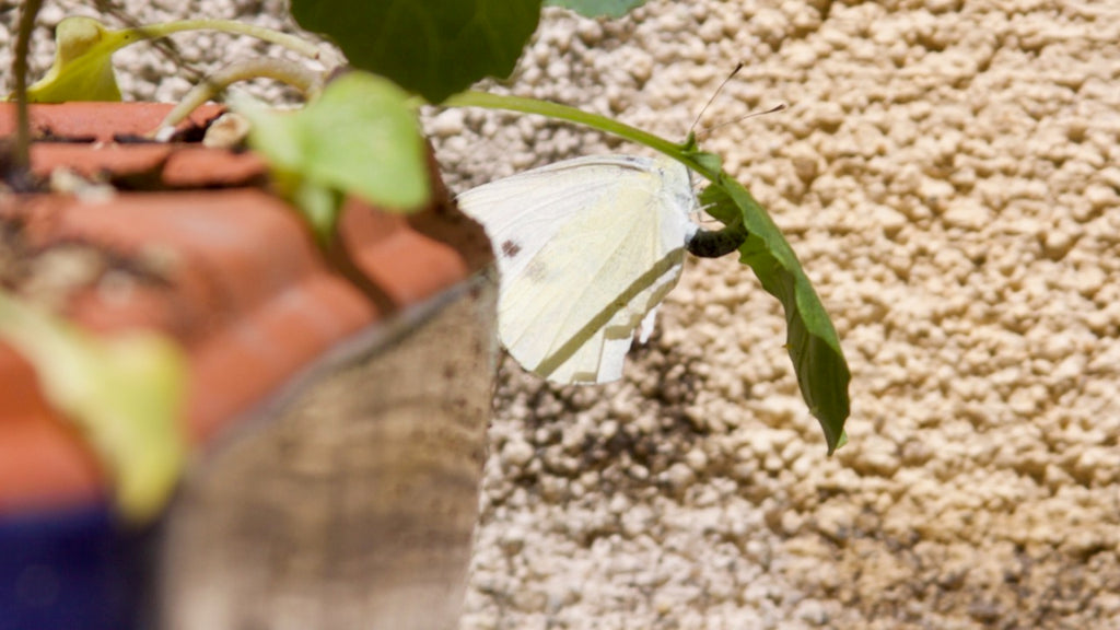 cabbage white butterfly depositing an egg